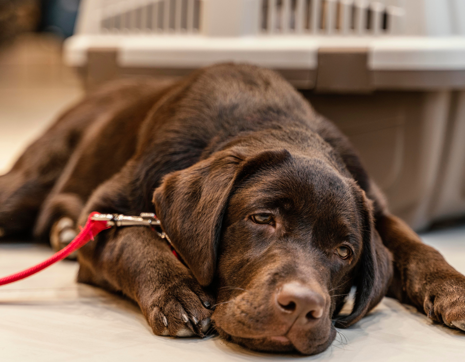 Biegunka u psa: przyczyny, kiedy do weterynarza i domowe wsparcie