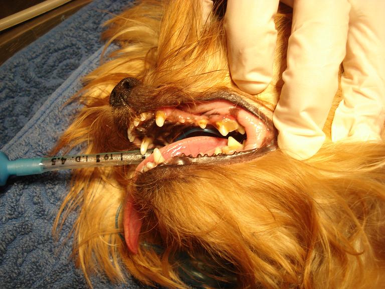 Choroby zębów u psów: objawy, profilaktyka, czyszczenie i skuteczne sposoby na kamień nazębny