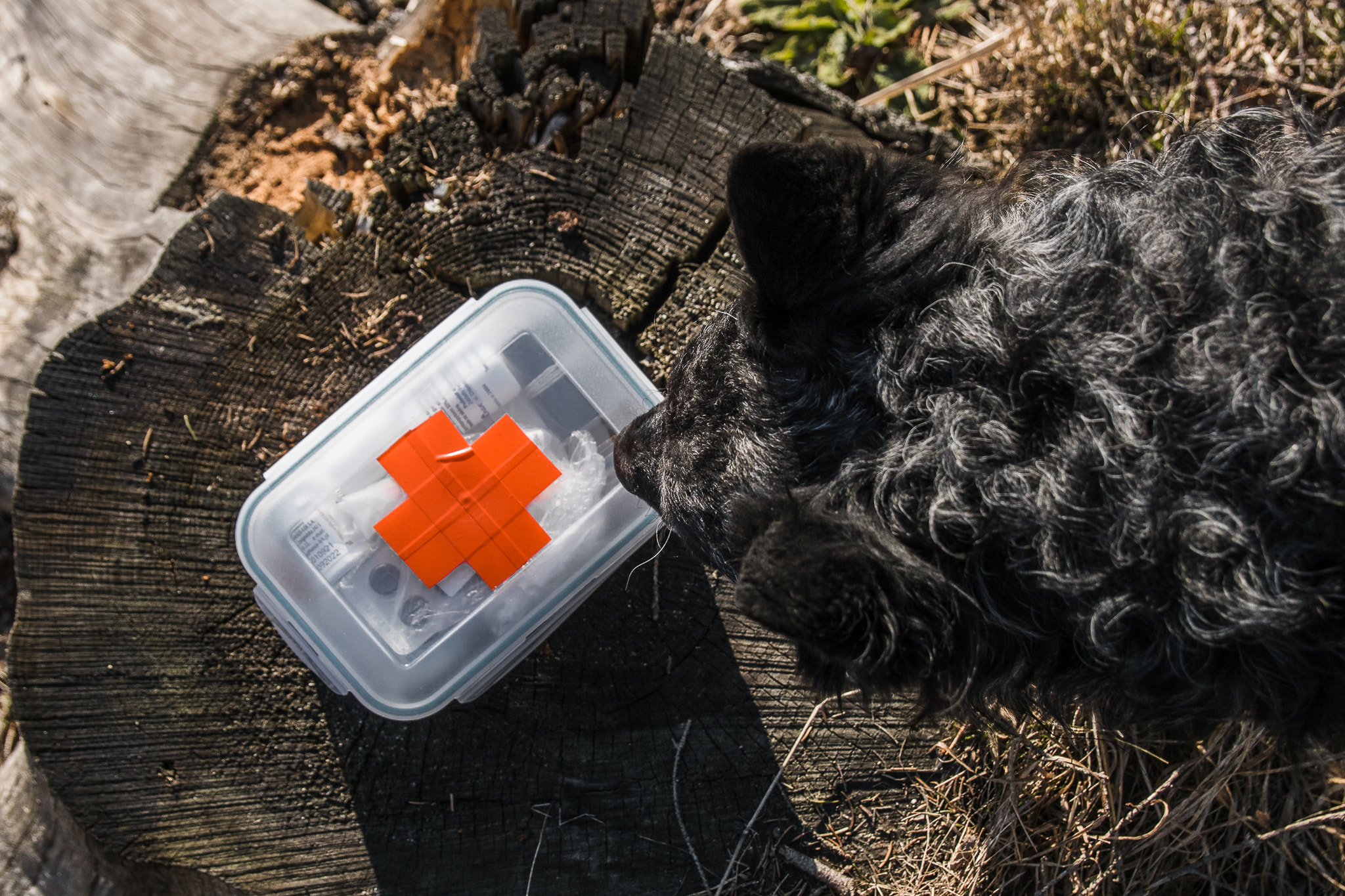 Gdy liczą się sekundy: pierwsza pomoc dla psa – apteczka i procedury w nagłych wypadkach