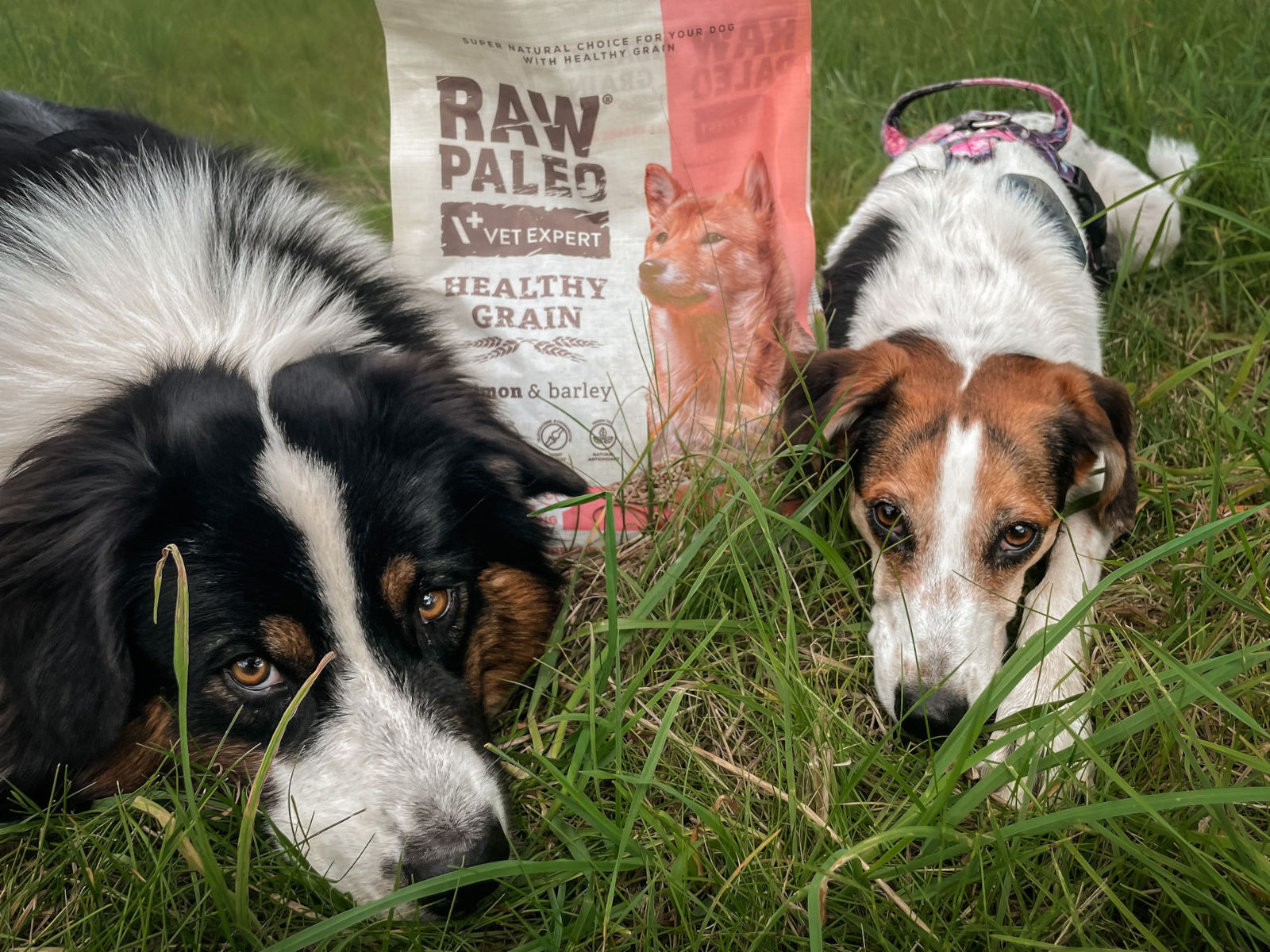 Kleszcze i pchły: jak się chronić, jak usuwać, co z babeszjozą?